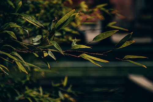 Free A close-up of green leaves with a beautifully blurred background, capturing nature's serenity. Stock Photo