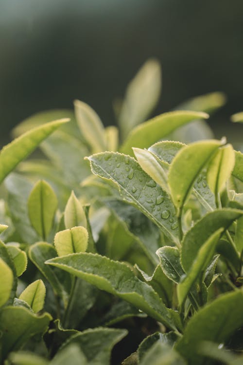 Water Droplets on Green Leaves