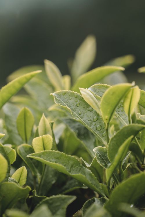 Free Close-up of dewdrops on vibrant green leaves, showcasing freshness and nature's beauty. Stock Photo
