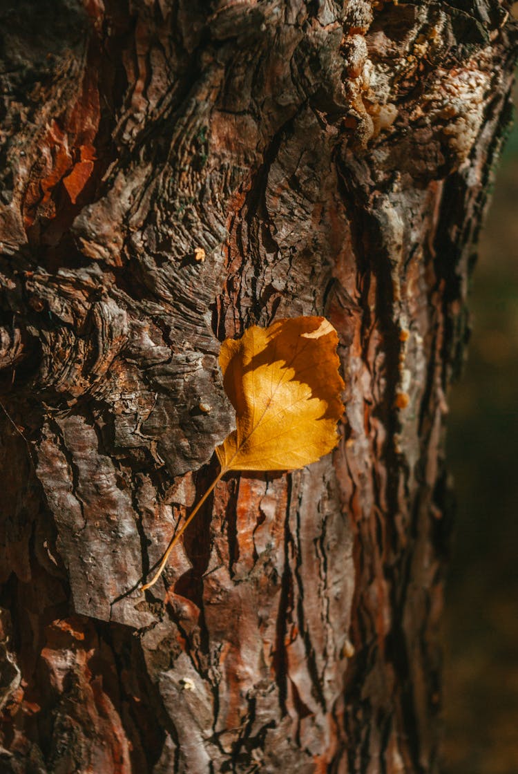 Golden Leaf On Tree Trunk