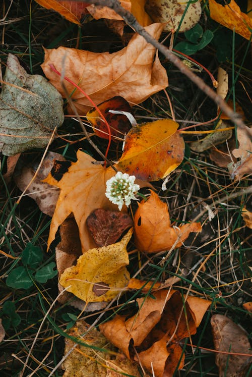 Brown Dried Leaves on Green Grass