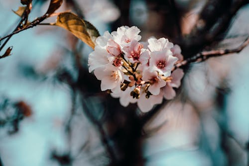 Fotobanka s bezplatnými fotkami na tému čerešňový kvet, jar, kvet ovocného stromu