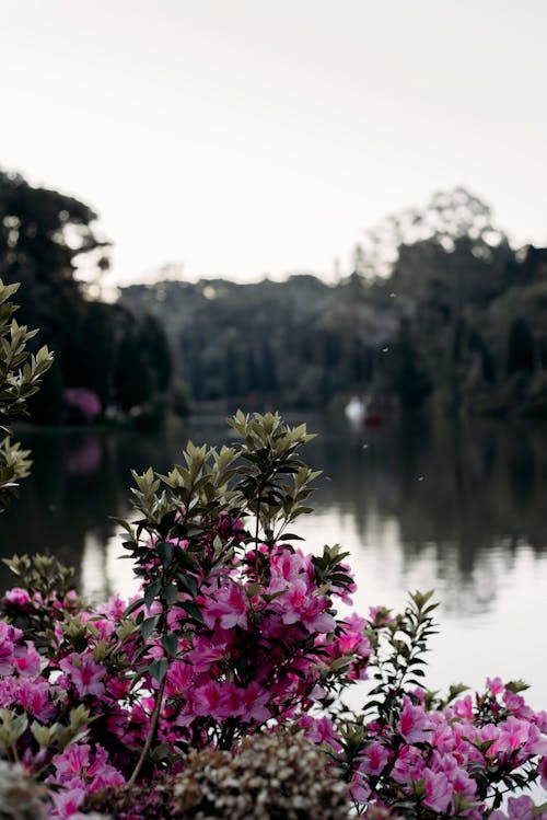 Foto d'estoc gratuïta de aigua, arbust, azalea