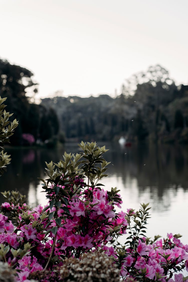 Azaleas Near Water 