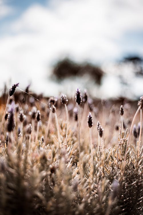 Foto d'estoc gratuïta de flors, fons de pantalla per al mòbil, natura