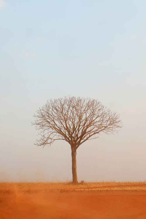 Gratis lagerfoto af højt træ, landskab, leafless tree