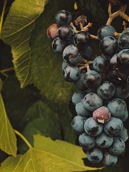 Detailed shot of ripe grapes on a vine against lush green leaves in Estonia, perfect for healthy eating themes.