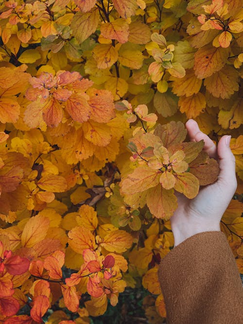 Person Holding Orange and Yellow Leaves of Plants