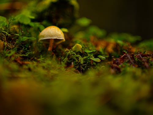 Free A Mushroom in Close-up Photography Stock Photo