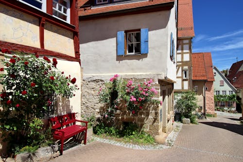 Bench and Rose Shrubs by Houses in Town