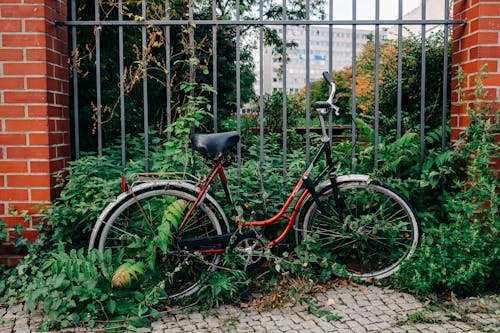 Foto d'estoc gratuïta de a l'aire lliure, arbustos, bici