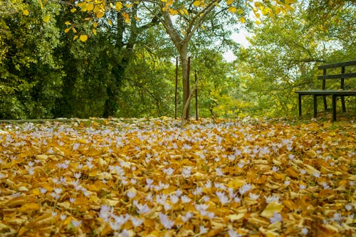Free stock photo of autumn, autumn atmosphere, autumn colors