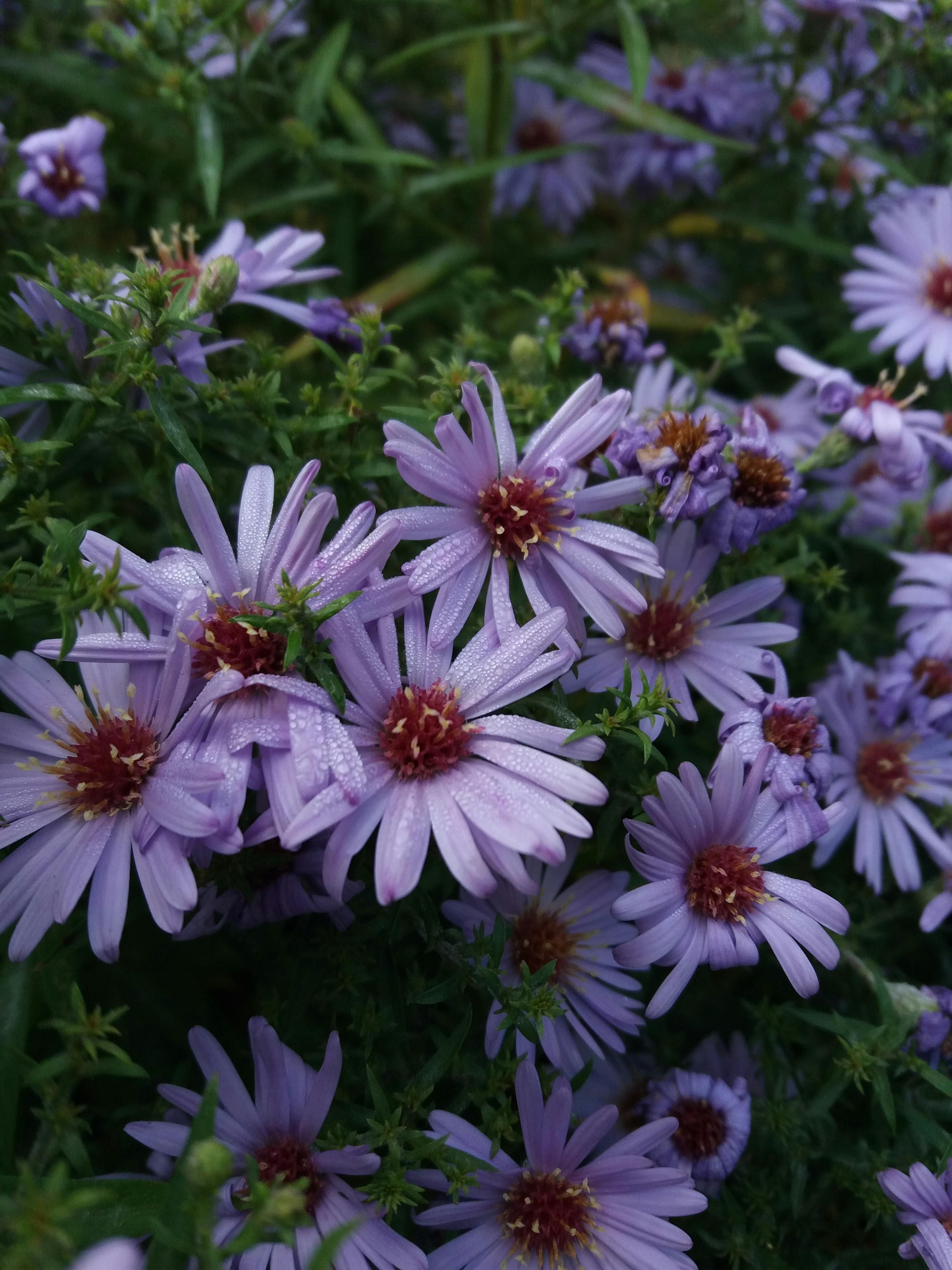 Close-Up of a Purple Flower · Free Stock Photo