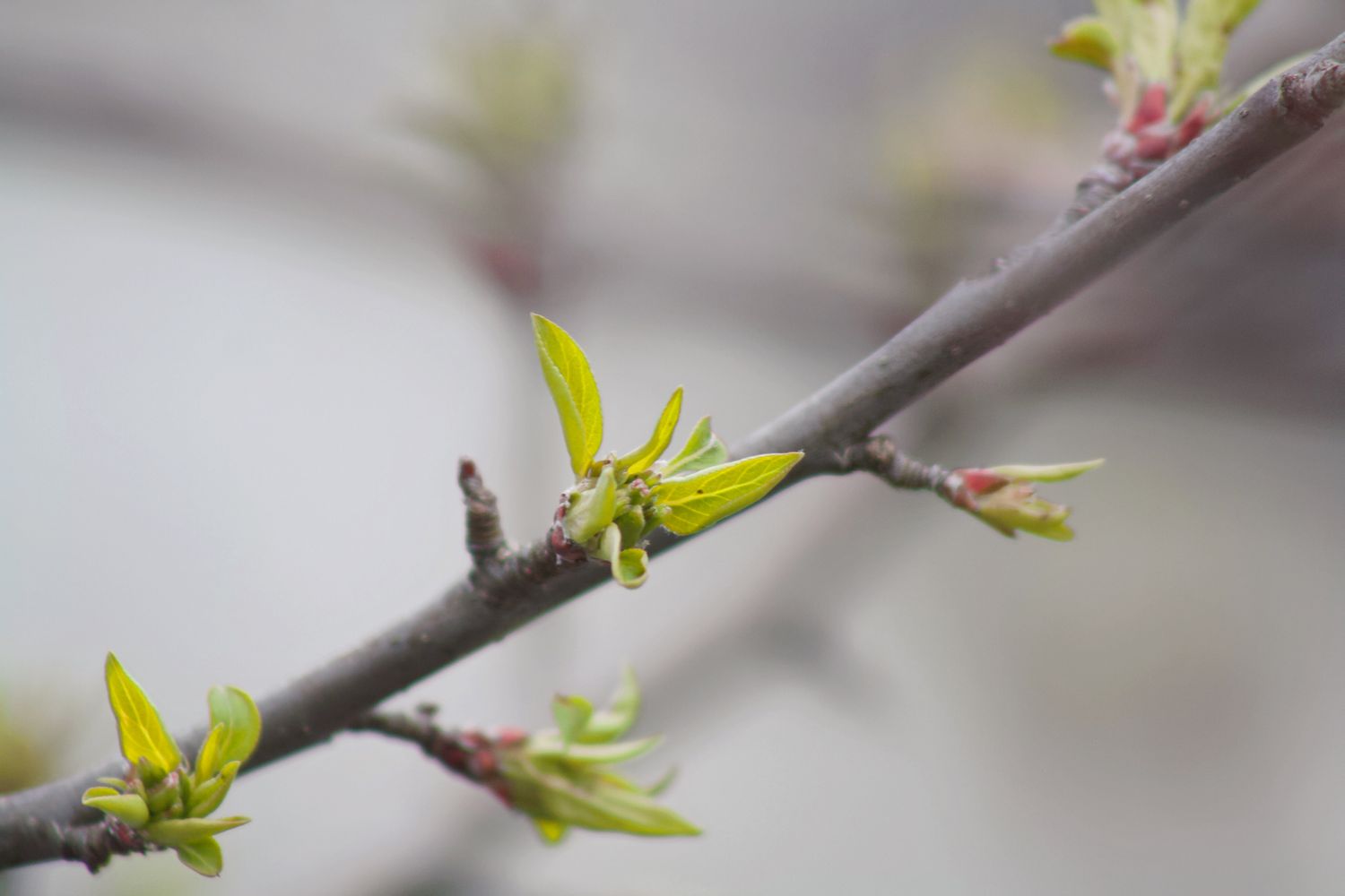 Where Is Spring Branch Spring Branch Photos, Download The BEST Free Spring Branch Stock Photos ...