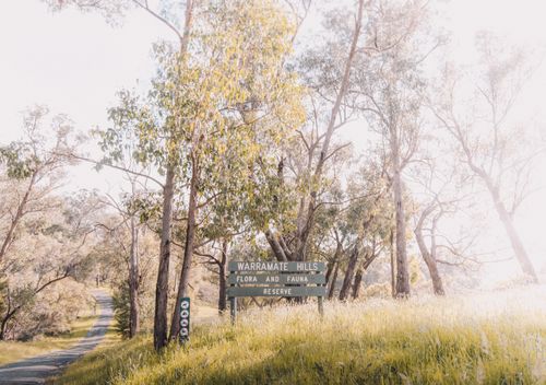 Free Serene view of Warramate Hills Flora and Fauna Reserve with sunlit trees and grassy landscape. Stock Photo
