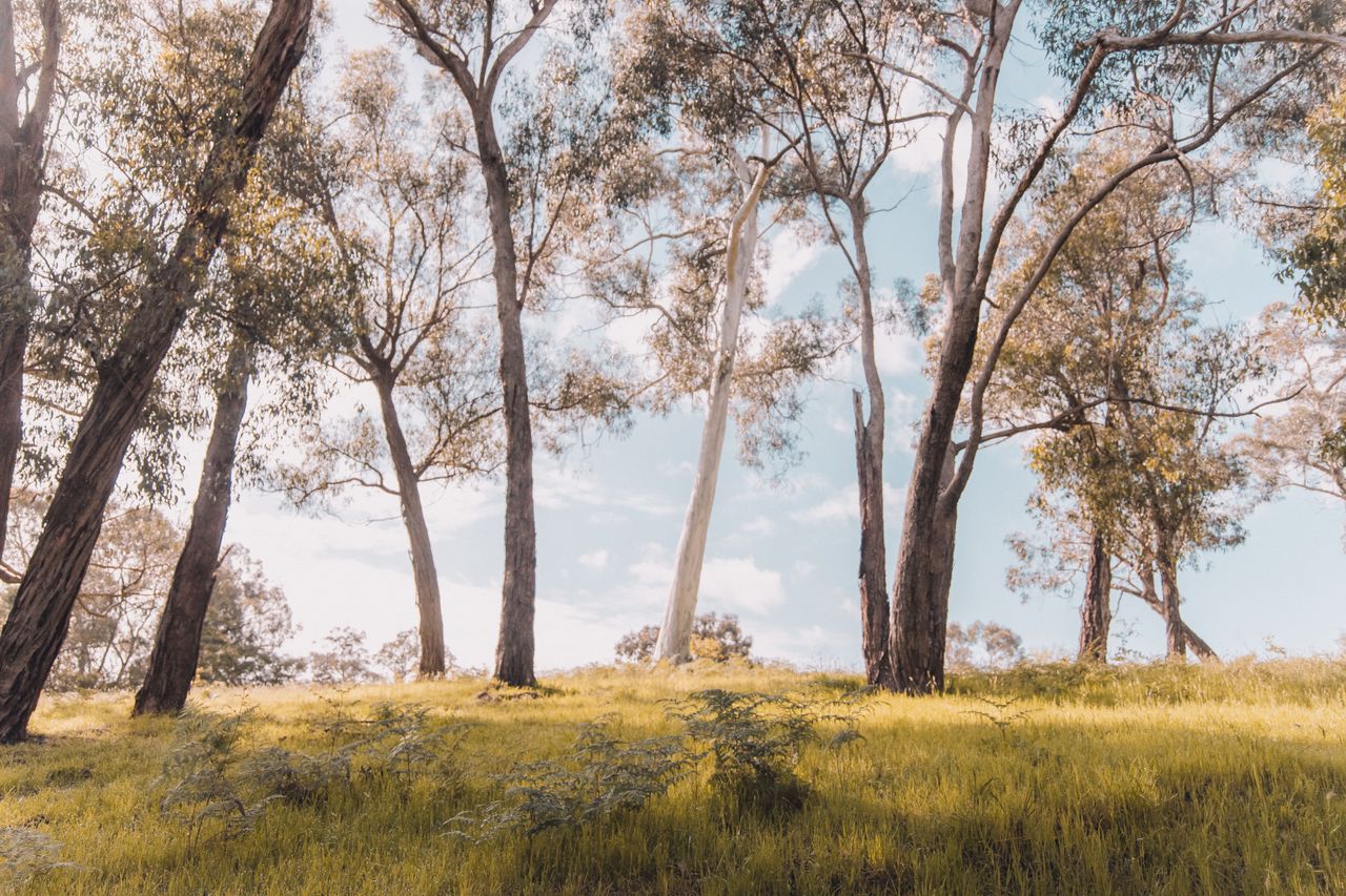 Eucalyptus forest with warm sunlight