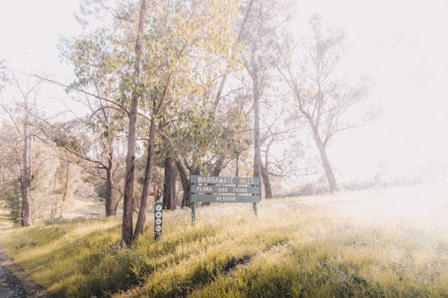 Δωρεάν στοκ φωτογραφιών με @εξωτερικου χωρου, background, bushland