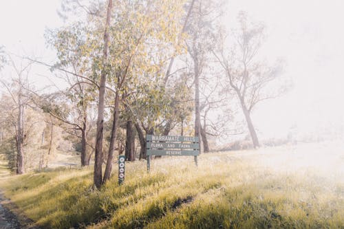 Základová fotografie zdarma na téma @ venku, austrálie, australský