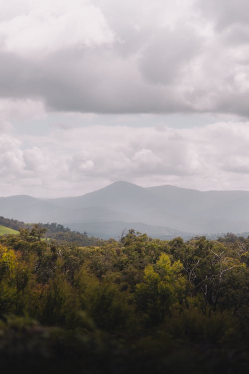 Photos gratuites de arbres verts, australie occidentale, collines de warramate