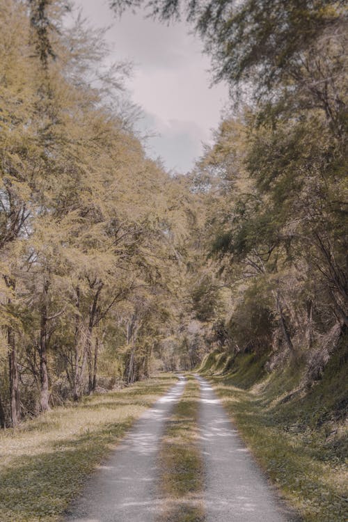 Immagine gratuita di alberi, erba, foresta