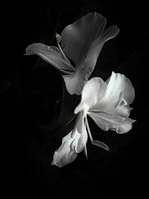 ฟรี คลังภาพถ่ายฟรี ของ การถ่ายภาพดอกไม้, กำลังบาน, ขาวดำ คลังภาพถ่าย