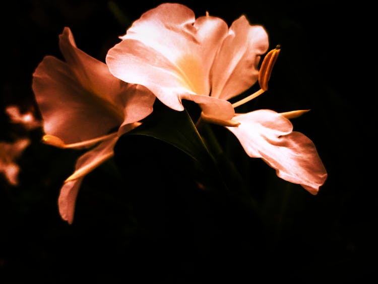 Leaves And Petals In Light