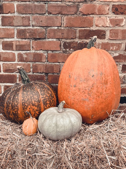 Pumpkins in Different Sizes 