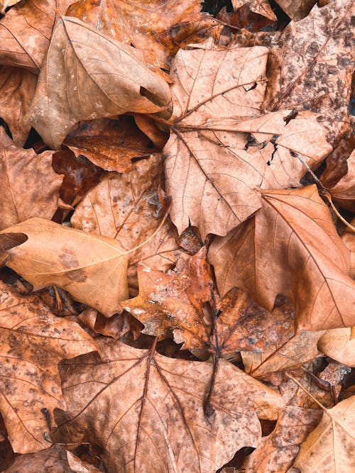 Free Brown Dried Leaves in Close Up Photography Stock Photo