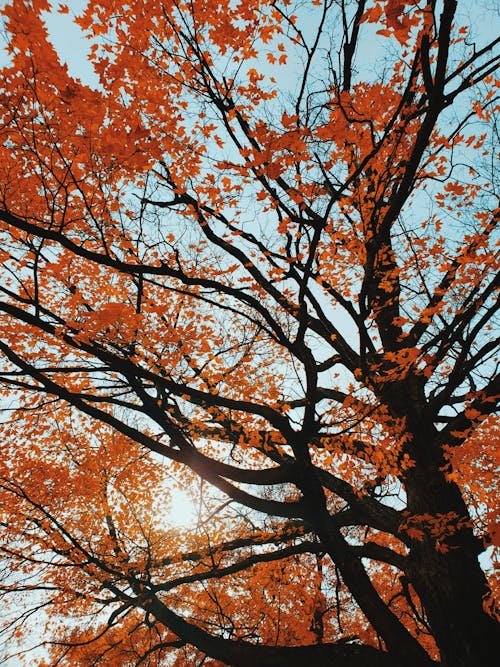 Free Orange Leaves on a Tree Stock Photo