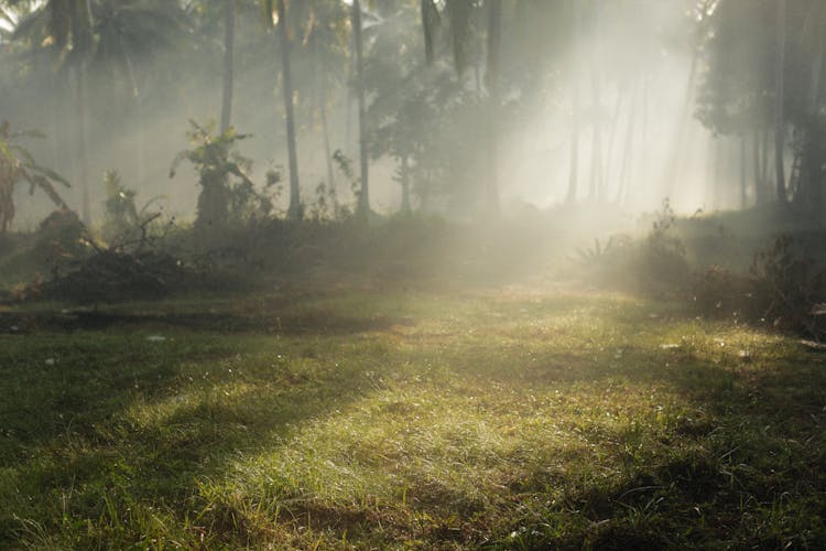 Sun Rays Between Trees In A Forest 