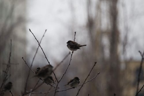 Birds Resting on the Twig of a Plant