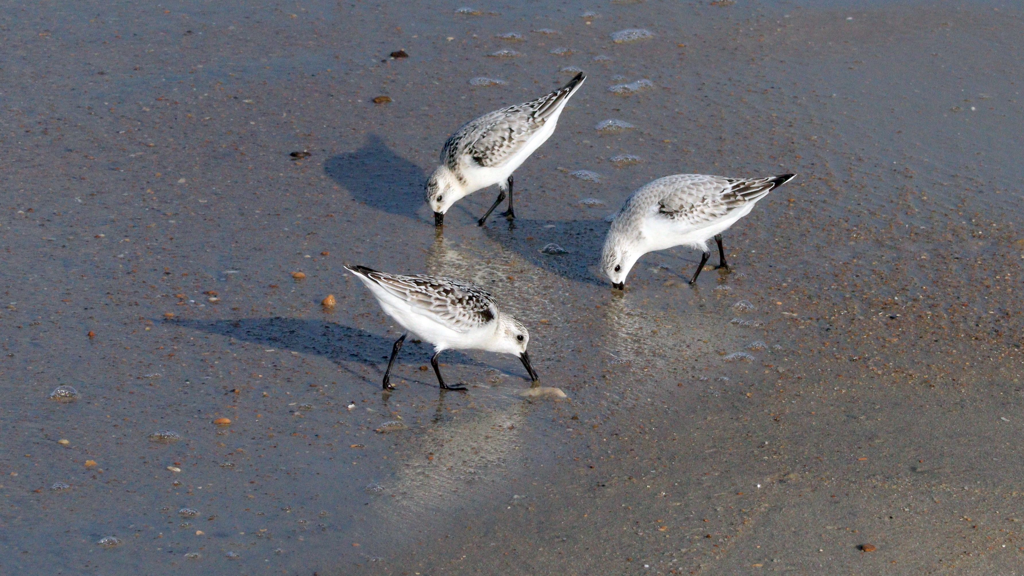 [A scientific team performing a health assessment on coastal birds to monitor for signs of avian influenza.]