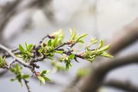 Shallow Focus Photography of Green Leaves