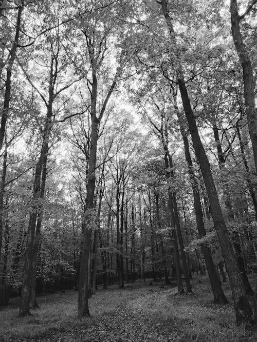 Free stock photo of black amp white, forest path, monochrome photography Stock Photo
