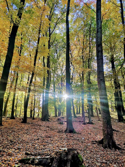 Free stock photo of autumn, autumn colours, deciduous tree Stock Photo