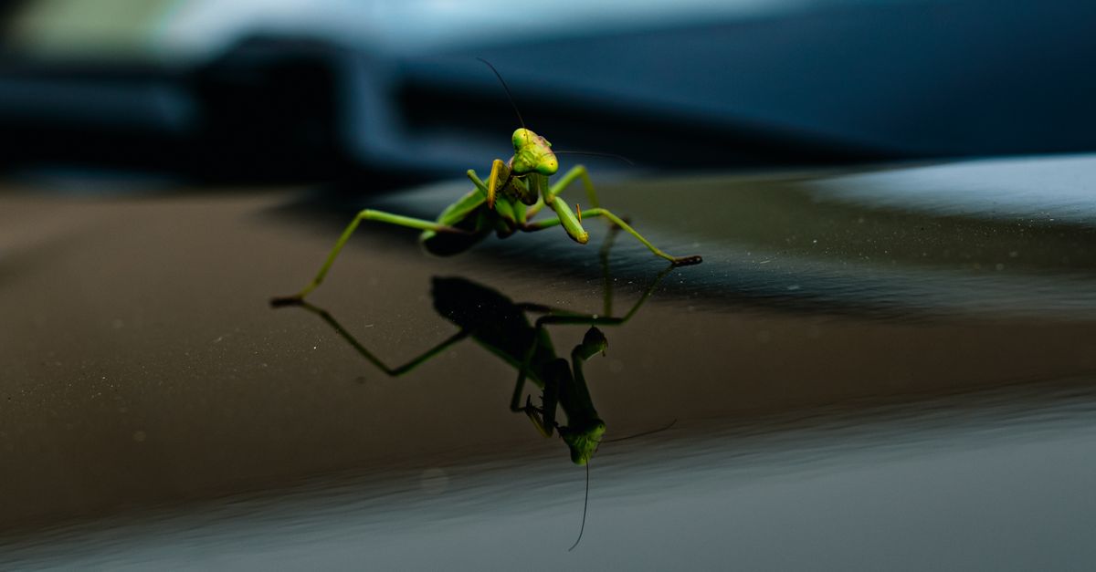 Mantis Rnd Photo Close up of Mantis and its Reflection · Free Stock Photo