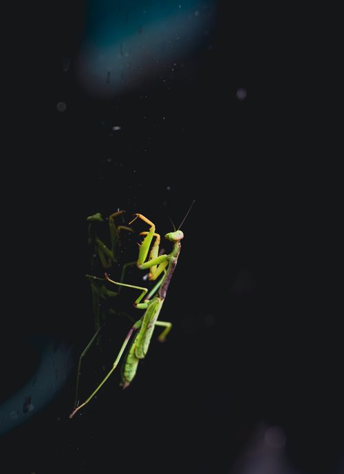 Free A detailed close-up image of a green praying mantis on a dark background. Stock Photo