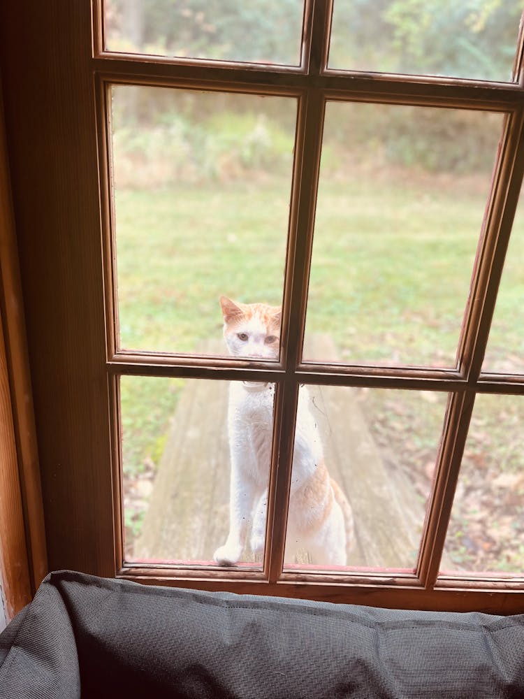 Cat Outside The Glass Window