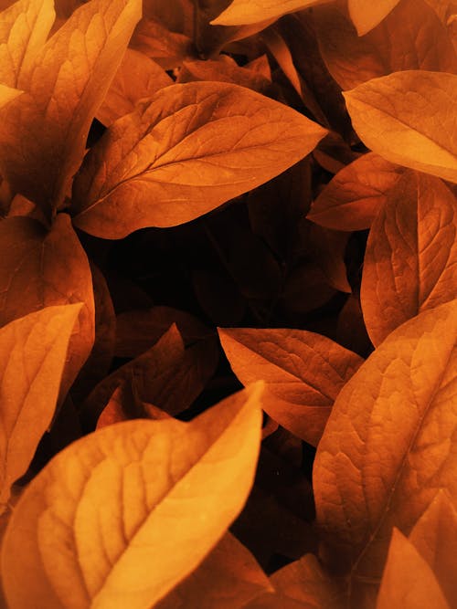 Brown Leaves in Close Up Photography