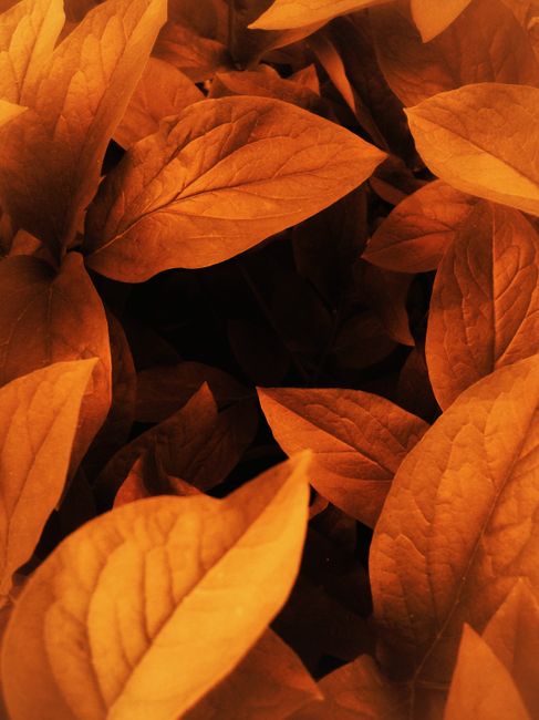 A detailed close-up of orange leaves capturing the essence of fall.