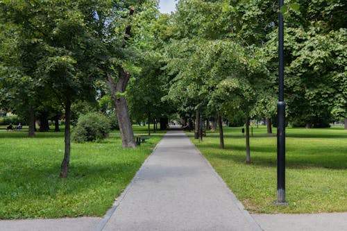 落葉樹, 道, 都市公園の無料の写真素材