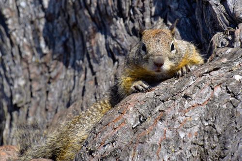 Free A detailed close-up of a squirrel resting on a tree trunk in Pacific Grove, California. Stock Photo