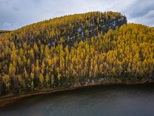 An Aerial Shot of a Forest in Fall