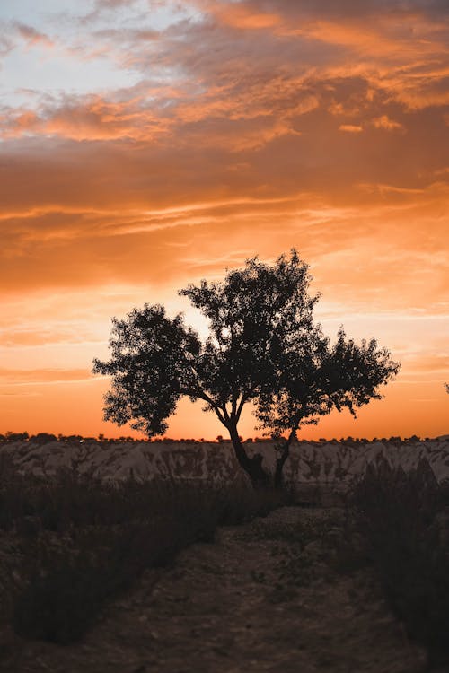Single Tree at Sunset