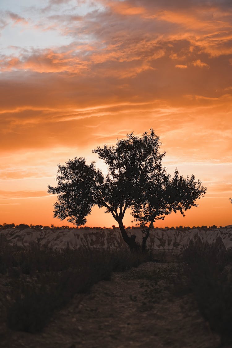 Single Tree At Sunset