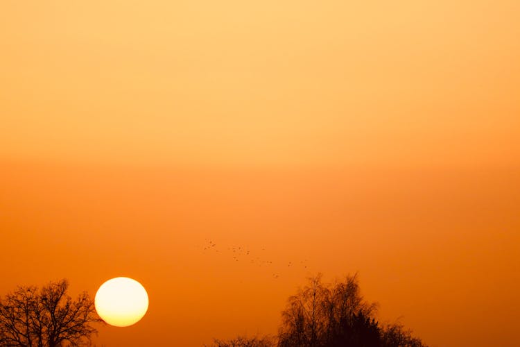 Silhouetted Tree Crowns On The Background Of An Orange Sunset 