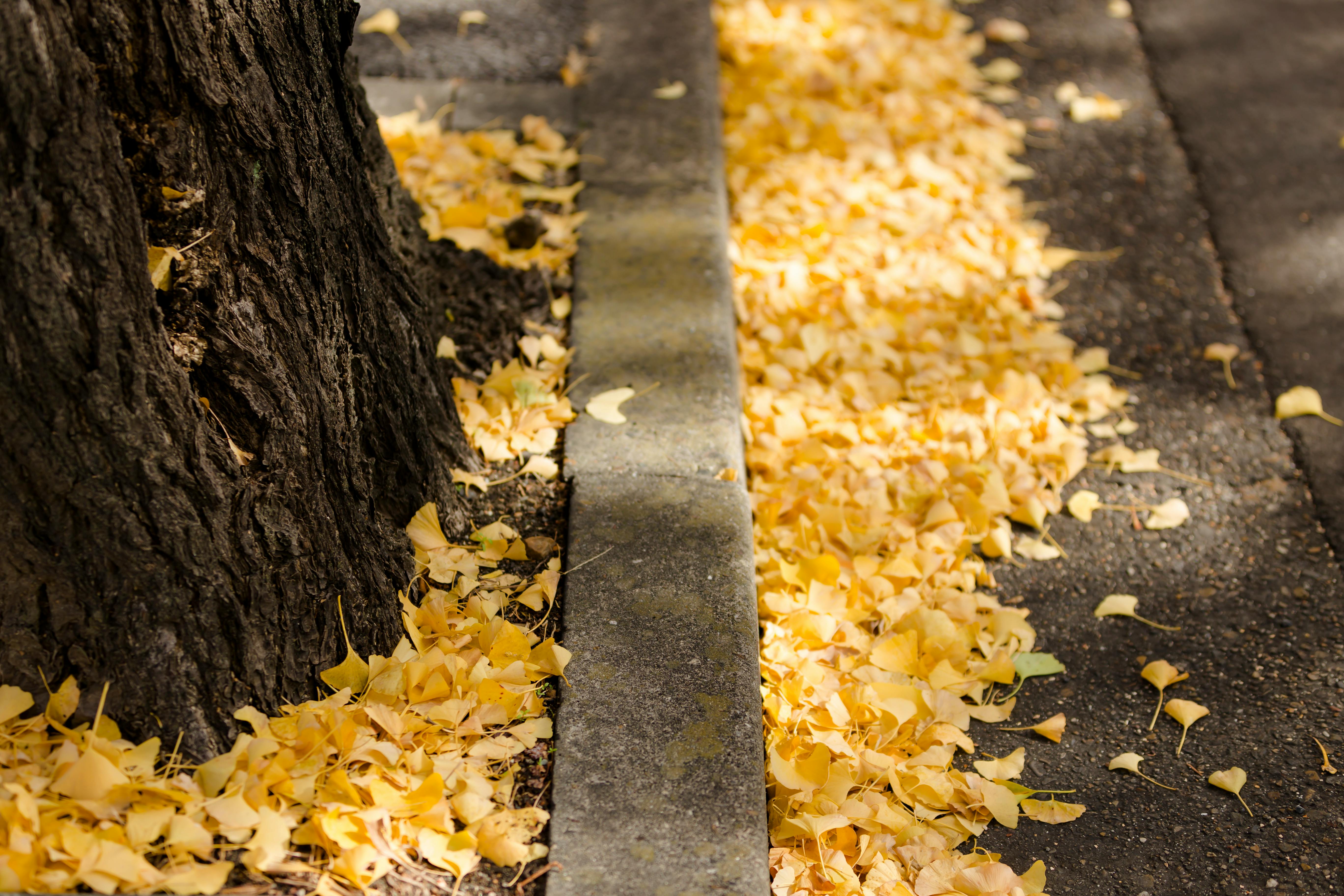 Yellow ginkgo leaves scattered along a roadside pavement in autumn, highlighting the season's vibrant colors.