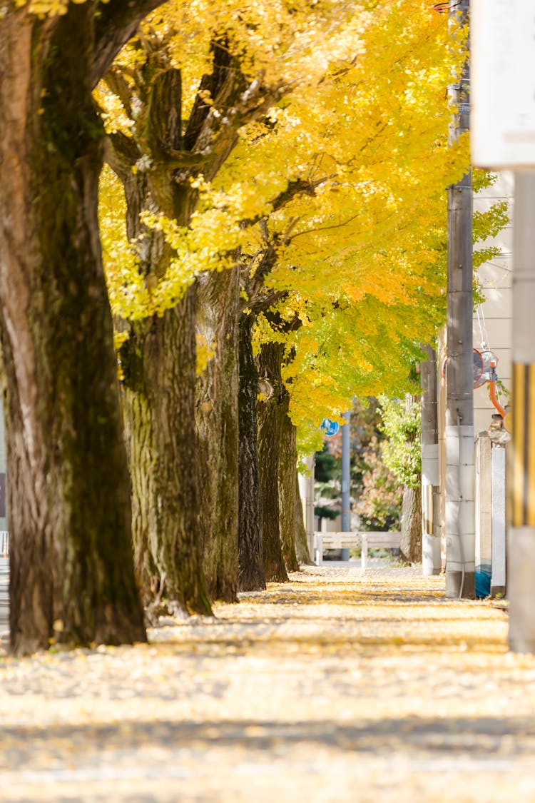 Path Under Golden Trees In Autumn