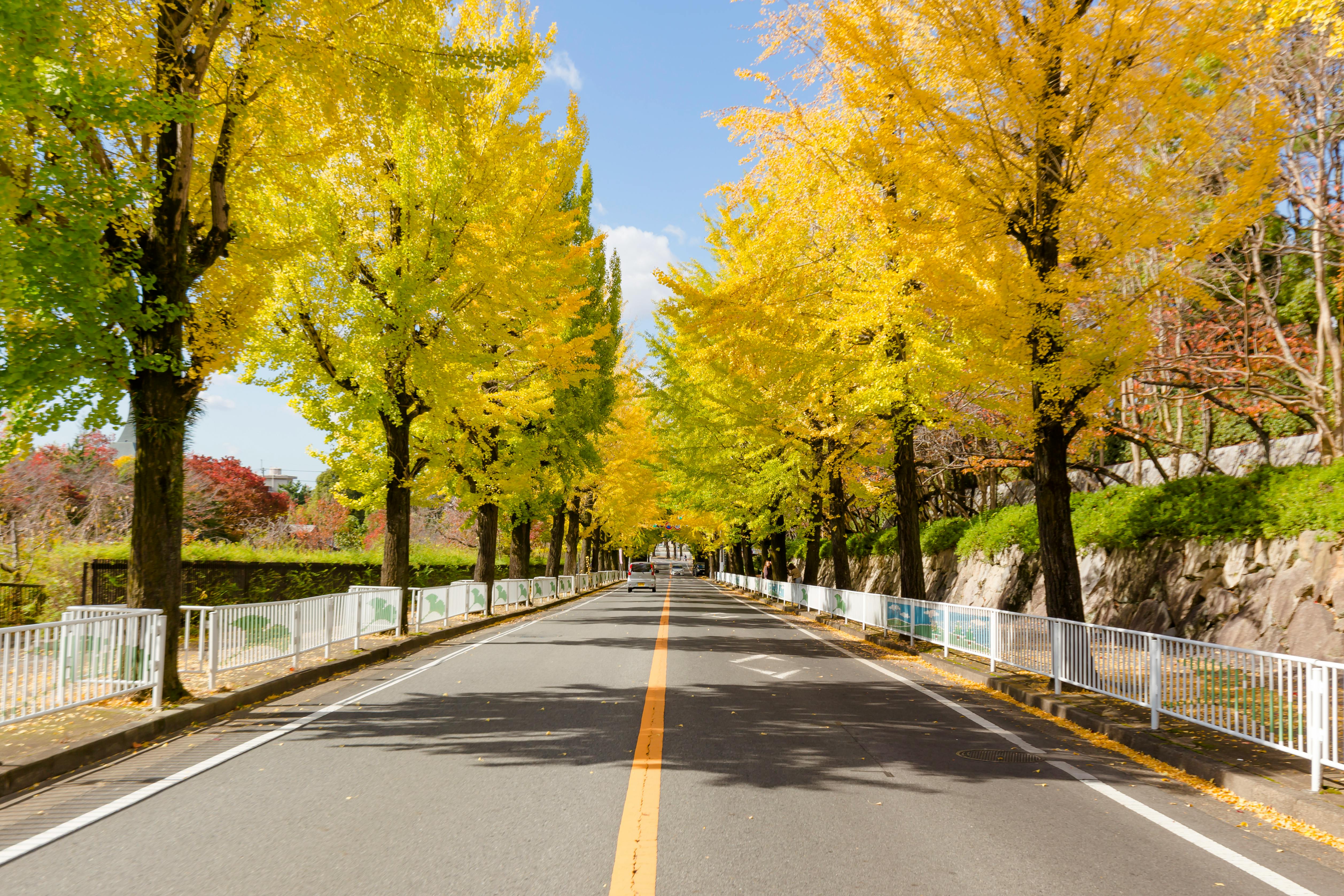 Road with Single Yellow Line and Trees in Autumn Colors · Free 