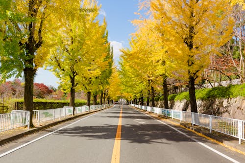 Road with Single Yellow Line and Trees in Autumn Colors 